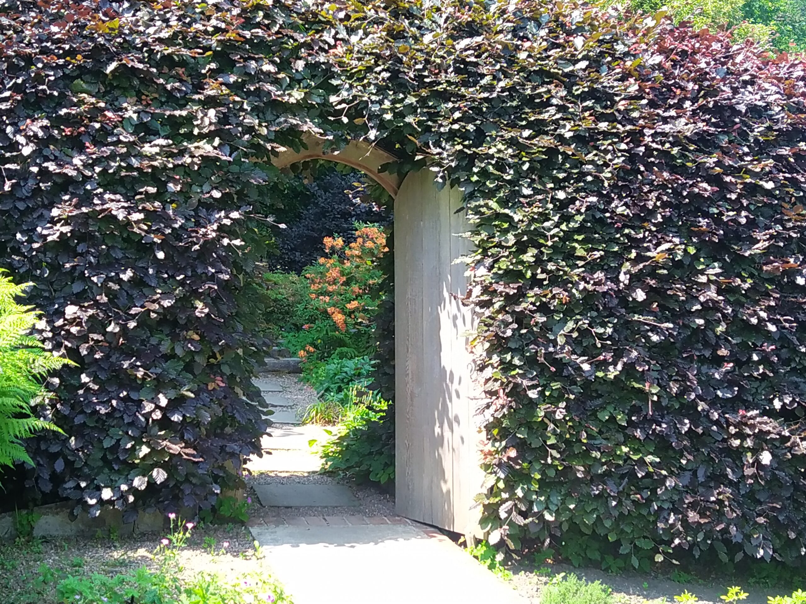 Beech hedge